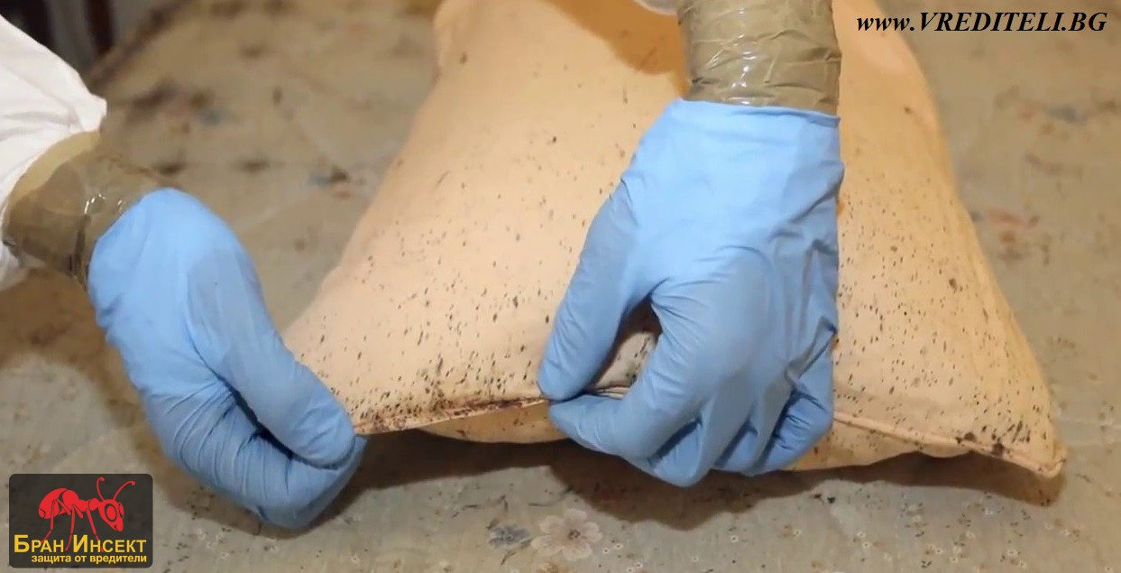 Къде обичат да се крият дървениците и да снасят яйцата си? - Бран Инсект